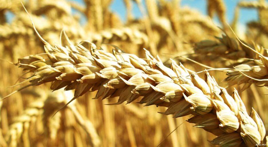 Wheat